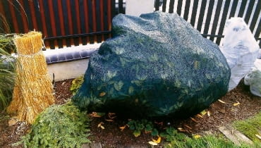 Ażurowa cieniówka chroni różanecznik przed zmianami temperatury OKRYWANIE PIELEGNACJA JESIEN WLOKNINA ROZANECZNIK RODODENDRON RHODODENDRON KRZEW LISCIASTY ZIOMOZIELONY FOT. PATRYCJA KORCZAK WODNICKA PUBLIKACJA OGRODY NR 10 (54) - 10.2003