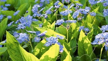 Ułudka wiosenna (Omphalodes verna) idealnie nadaje się do zadarniania półcienistych miejsc 25.04.2005 WARSZAWA OMPHALODES VERNA ULUDKA WIOSENNA BYLINA ROSLINA OKRYWOWA KOLOR NIEBIESKI