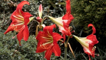 Hipeastrum Hipeastrum