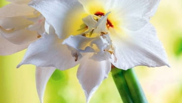 HIPEASTRUM 'ALFRESCO' to jedna z wielu białych odmian. Wyróżnia się półpełnymi kwiatami SLOWA KLUCZOWE: Budded Budding Buds Flower Flowers JEWEL Amaryllis Hippeastrum Blossom Nature Plant Red Blossoming Blooming Flowerhead Flower Cut Blossoms Close Up