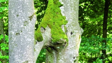 Gałąź buka rosnącego z lewej strony wrosła w pień tego z prawej. Ich wiązki przewodzące się połączyły i soki przepływają z jednego do drugiego drzewa. Gałąź buka rosnącego z lewej strony wrosła w pień tego z prawej. Ich wiązki przewodzące się połączyły i soki przepływają z jednego do drugiego drzewa.