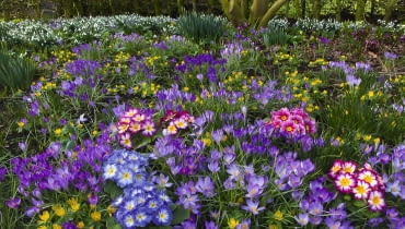 ]Spring Crocus Aconites Polyanthus and snowdrops flowering in Garden Setting Norfolk, February
