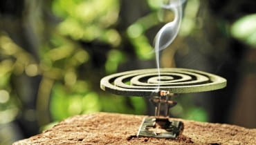 Kadzidełka odstraszające komary shutterstock_113463280_Stocksnapper