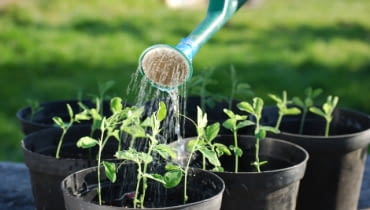 Zielona ławeczka Zielona ławeczka