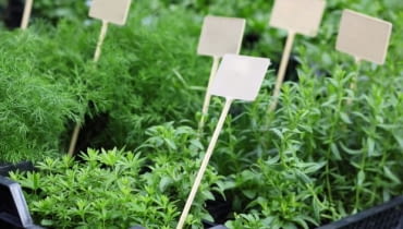 Sadzonki sałaty i ziół, nadające się od razu do spożycia powinny być dobrze rozrośnięte. Lepiej, żeby jeszcze nie kwitły. Sadzonki sałaty i ziół, nadające się od razu do spożycia powinny być dobrze rozrośnięte. Lepiej, żeby jeszcze nie kwitły.