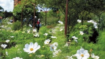 Delikatne kosmosy kwitnące w Ogrodzie Białym Delikatne kosmosy kwitnące w Ogrodzie Białym