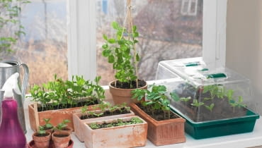 Na przedwiośniu możemy wysiać w domu kwiaty (oraz niektóre warzywa), które mają długi okres wegetacji. Rozsadę przesadzimy w maju, gdy będzie ciepło. siew roślin balkonowych, rośliny doniczkowe