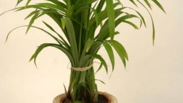 10.05.2004 WARSZAWA ANIN CENTRUM OGRODNICZE SWIAT ROSLIN ROSLINY DONICZKOWE PAPIRUS