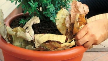 Liście to dobry materiał izolacyjny. Upychamy je pomiędzy donicą z rośliną a dodatkowym pojemnikiem. Liście to dobry materiał izolacyjny. Upychamy je pomiędzy donicą z rośliną a dodatkowym pojemnikiem.