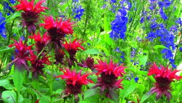 W ogrodzie nie ma wytyczonych rabat - pysznogłówki i ostróżki tworzą barwny gąszcz. W ogrodzie nie ma wytyczonych rabat - pysznogłówki i ostróżki tworzą barwny gąszcz.