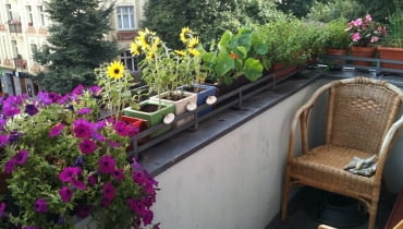 Ten balkon zdobią głównie rosliny sezonowe, które marnieją z nadejśćiem mrozu.Zniszczone pędy trzeba uprzatnąć. balkon, surfinie, słoneczniki