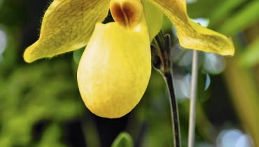 sabotek, storczyk sabotek, storczyk