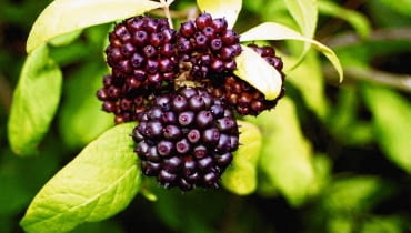 oKOLCOSIL SIEBOLDA ACANTHOPANAX SIEBOLDIANUSFOT. URSZULA BRAUN MLODECKAPUBLIKACJA KWIETNIK NR 1 (133) - 1.2006