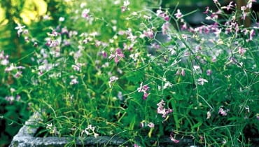 KWIATY NA BALKON. Maciejka lubi słońce i sucha glebę. Kaiwaty ma niepozorne, ale za to jak pachną! MACIEJKA