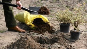 Przed przesadzeniem roślin z doniczek do ogrodu kopiemy dołki i zaprawiamy je (zależnie od potrzeb)torfem, gliną lub kompostem. 12.10.2005 WARSZAWA BYLINIARNIA SZKOLA GLOWNA GOSPODARSTWA WIEJSKIEGO ( SGGW ) PRACE OGRODOWE PORZADKOWE KROK PO KROKU JESIEN - SADZENIE ROSLIN FOT. WOJCIECH SURDZIEL / AGENCJA GAZETA PUBLIKACJA KWIETNIK NR 3 (159) - 3 2008 SLOWA KLUCZOWE: OGRODNICTWO ROSLINY ZDJĘCIE DO WKŁADKI: PUBLIKACJA KWIETNIK NR 3 (159) - CZASOPISMA