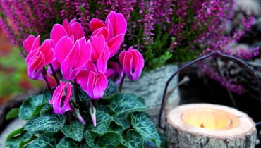 Wystarczy jeden kwitnący cyklamen i już robi się weselej. Niestety, tylko do pierwszych przymrozków... Potem wnosimy roślinę do domu. Wystarczy jeden kwitnący cyklamen i już robi się weselej. Niestety, tylko do pierwszych przymrozków... Potem wnosimy roślinę do domu.