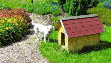 Nie wszystkie psy dają się przekonać do budy. Jeśli jednak będzie wygodna i ustawiona w dobrym miejscu, jest szansa, że zwierzak doceni zalety posiadania własnego "domu". buda dla psa,pies,psy,ogród