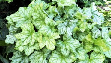 Liście żurawki 'Mint Julep' mają oryginalny odcień zieleni. Bardzo ładnie komponują się np. z iglakami.