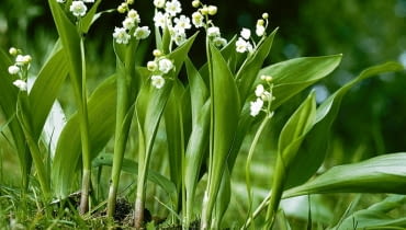 KONWALIA CONVALLARIA MAJALIS KONWALIA CONVALLARIA MAJALIS BYLINA ROSLINA CHRONIONA DZIKOROSNACA WIOSNA FOT. PAWEL SLOMCZYNSKI / AGENCJA GAZETA SLAJD DUZY PUBLIKACJA OGRODY NR 5 (49) - 5.2003 PUBLIKACJA OGRODY NUMER SPECJALNY 1/2006 - TRAWNIK PIEKNY I ZADBANY - 5.2006 PUBLIKACJA OGRODY NR 5 (97) - 5 2007