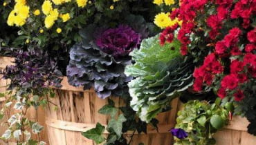 Chryzantemy chryzantemy