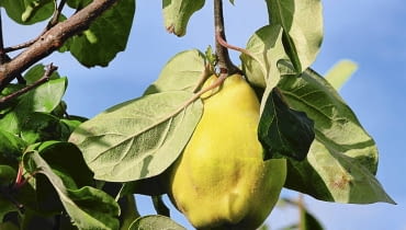 Rdzawe przebarwienia przy gniazdach nasiennych to pierwszy objaw zgnilizny. Rdzawe przebarwienia przy gniazdach nasiennych to pierwszy objaw zgnilizny.