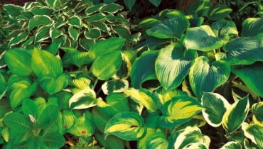 O urodzie funkii decydują detale: subtelne odcienie barw i rozłożenie wzorów.