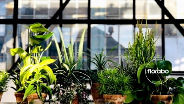 Akcja Zielony Weteran Akcja Zielony Weteran