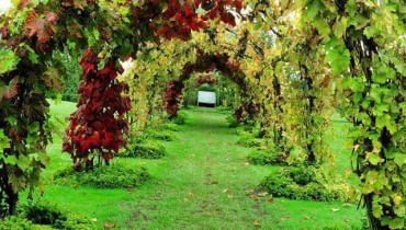 Winorośl japońska Vitis 'Brant', Vitis coignetiae SLOWA KLUCZOWE: Abdeckung Ausblick Aussicht Bank Bepflanzung Bogen BË+gen Gang Gras Herbstzeit H´lle Kletterpflanze Laub Rasen Rebe Sitz Sitzbank Sitzplatz Trauben Tunnel Weg Wege Weinpflanze Weintrauben anpflanzen bepflanzen einpflanzen gebogen gro`-, gr´n herbstlich klettern rot Querformat