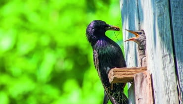 Jeśli chcemy obserwować ptaki na zewnątrz budki, wybierzmy kamerę przemysłową. Najtańsza kosztuje 150-300 zł. Jeśli chcemy obserwować ptaki na zewnątrz budki, wybierzmy kamerę przemysłową. Najtańsza kosztuje 150-300 zł.
