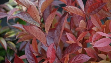 Kiścień wawrzynowaty (Leucothoe walteri 'REINBOW'). Krzewy ozdobne Kiścień wawrzynowaty (Leucothoe walteri 'REINBOW'). Krzewy ozdobne