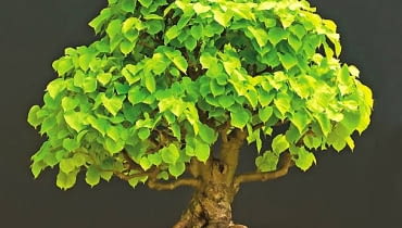 Bonsai. Okaz o grubym pniu, uformowany z lipy (w wydaniu letnim). bonsai