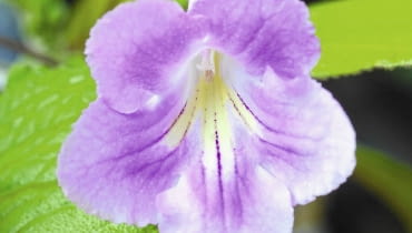 Skretnik pięknie kwitnie, ale trzeba ściśle przestrzegać jego wymagań uprawowych Skretnik pięknie kwitnie, ale trzeba ściśle przestrzegać jego wymagań uprawowych