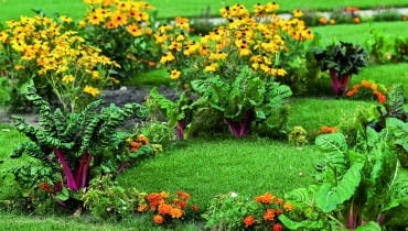 Zwalczanie plamistości roślin warto zacząć już przy pierwszych objawach Zwalczanie plamistości roślin warto zacząć już przy pierwszych objawach