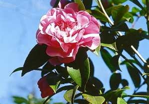 KAMELIA OLEJODAJNA CAMELIA OLEIFERA ODMIANA MIESZANCOWA MROZOODPORNA KRZEW LISCIASTY ROSLINA DONICZKOWA LATO