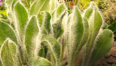 Siwy kolor liści jastrzębca pochodzi od delikatnych włosków pokrywających blaszki. Ta niska roślina rozrasta się dzięki rozłogom.