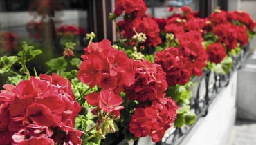 Pelargonia rabatowa (Pelargonium zonale) Pelargonia rabatowa (Pelargonium zonale)