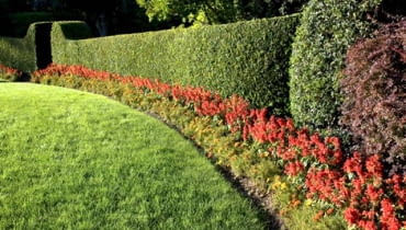 Zielona ściana żywopłotu jest dobrym tłem dla kolorowych kwiatów Zielona ściana żywopłotu jest dobrym tłem dla kolorowych kwiatów