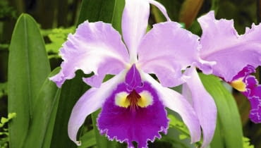 Storczyk Katleja Cattleya orchid (Cattleya trianaei 'B') SLOWA KLUCZOWE: Angiosperm Biologie Blume Blumen Botanik Flora Garten Gartenanlage Gartenbau Natur Orchidee Orchideen Pflanze Winter biologisch blühend botanisch gärtnerisch pink pinkfarben rosa