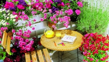 Na tym tarasie aromatów jest cały bukiet. W słońcu pachną lawenda i heliotrop, a wieczorem tytoń. Barw dodają im werbena, pelargonia i srebrzeń.