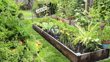 Kwiatowo-warzywną grządkę z cebulą, kardami, kalarepką, słonecznikami okraszono aksamitkami i cyniami.