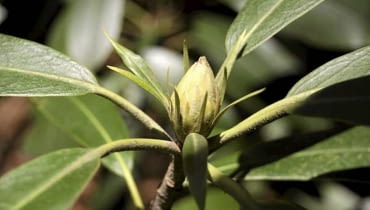 Różaneczniki jesienią potrzebują solidnego odżywienia, by przetrwać zimę i rozkwitnąć wiosną. Jesienią widać ich pąki kwiatowe.