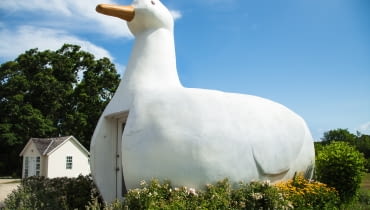 Big Duck - Flanders Big Duck - Flanders