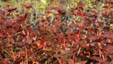 Berberys Juliany (Berberis julianae). Liście berberysu przebarwiają się jesienią na kolor czerwony Berberys Juliany (Berberis julianae). Liście berberysu przebarwiają się jesienią na kolor czerwony