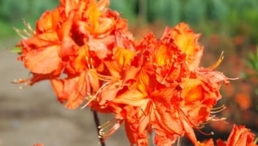 Rhododendron 'Gibraltar', azalia wielkokwiatowa. Krzewy ozdobne