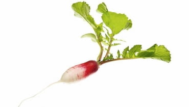 Rzodkiewka dobrze rośnie na pulchnej, wzbogaconej kompostem niezaskorupiającej się glebie Rzodkiewka dobrze rośnie na pulchnej, wzbogaconej kompostem niezaskorupiającej się glebie