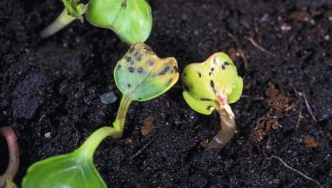 Objawy żerowania pchełek na rzodkiewce. Objawy żerowania pchełek na rzodkiewce.