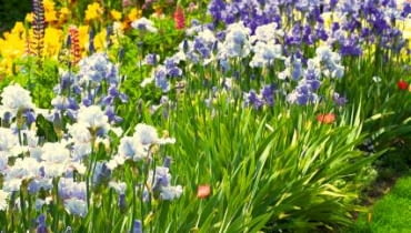 Kosaćce bródkowe rozrastają się w szerokie kępy. Warto sadzić obok siebie odmiany wcześniejsze i późniejsze. Wówczas irysowa rabata kwitnie długo. Kosaćce bródkowe rozrastają się w szerokie kępy. Warto sadzić obok siebie odmiany wcześniejsze i późniejsze. Wówczas irysowa rabata kwitnie długo.