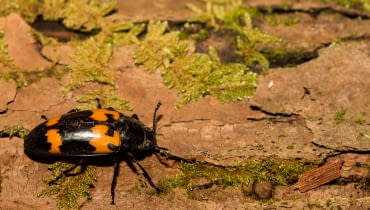 Grabarz żółtoczarny (Nicrophorus vespilloides)