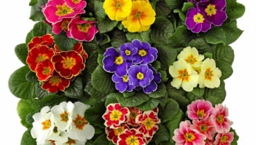 Pierwiosnek bezłodygowy