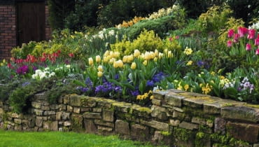 Na wiosennych rabatach królują głównie rośliny cebulowe: tulipany, bratki, narcyzy... Stone wall with border in the cottage garden planted with yellow Tulipa 'Sweetheart', Narcissus and blue Viola.